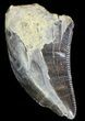 Serrated Theropod Tooth - Alberta (Disposition #-) #67627-1